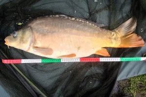 Cyprinus carpio 7 kg