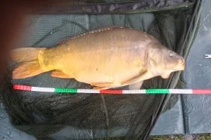 carpe étang de la tour