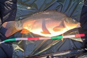 Carpe de 68cm - 6.3kg