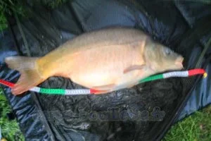 carpe 8.6 kg