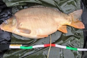 Carpe de 77cm - 8.3 kg