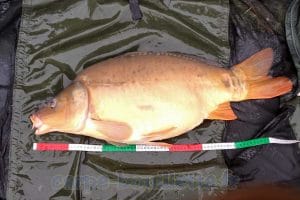 Carpe de 81 cm - 11.4 kg