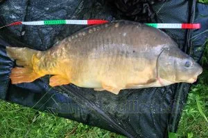 carpe 15.2 kg