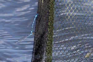 Agrion de mercure
