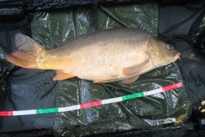 Carpe de 10.4 kg