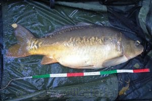 Carpe de 11.2 kg
