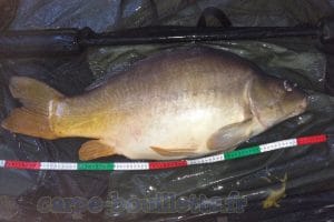 Carpe de 12.7 kg