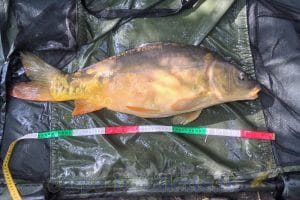 Carpe de 6.4 kg