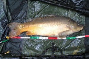 Carpe de 7.3 kg