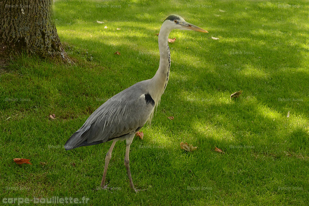 ardea-cinerea.jpg