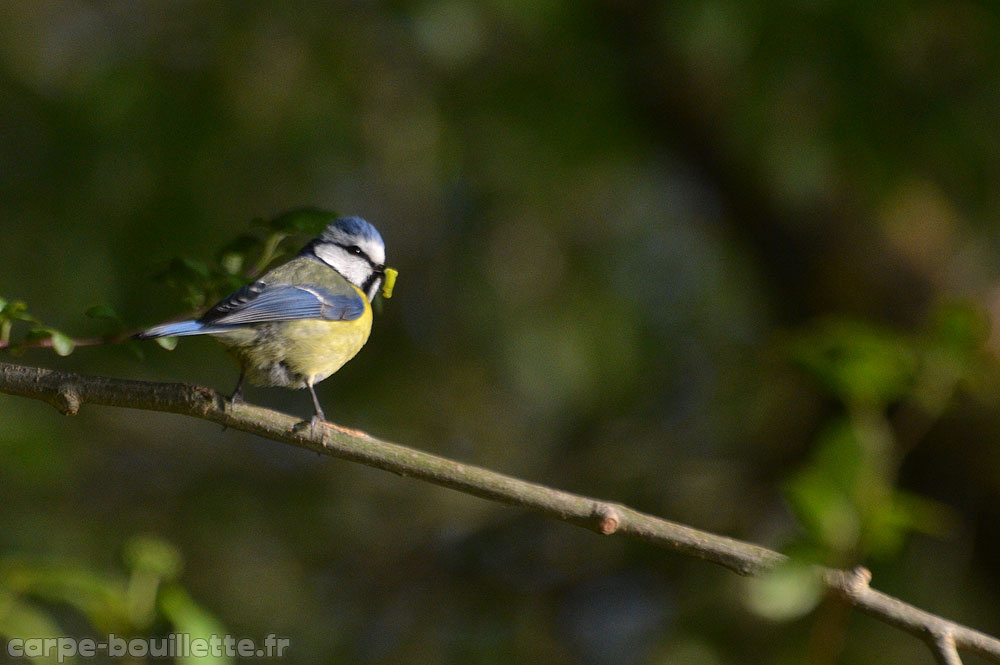 mesange-bleue-oll-a.jpg