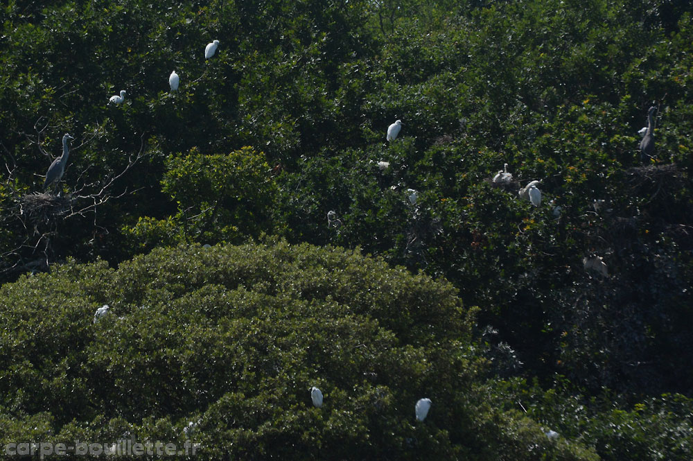 ardea-cinerea-nid-a.jpg