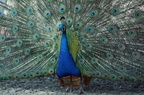Paon bleu