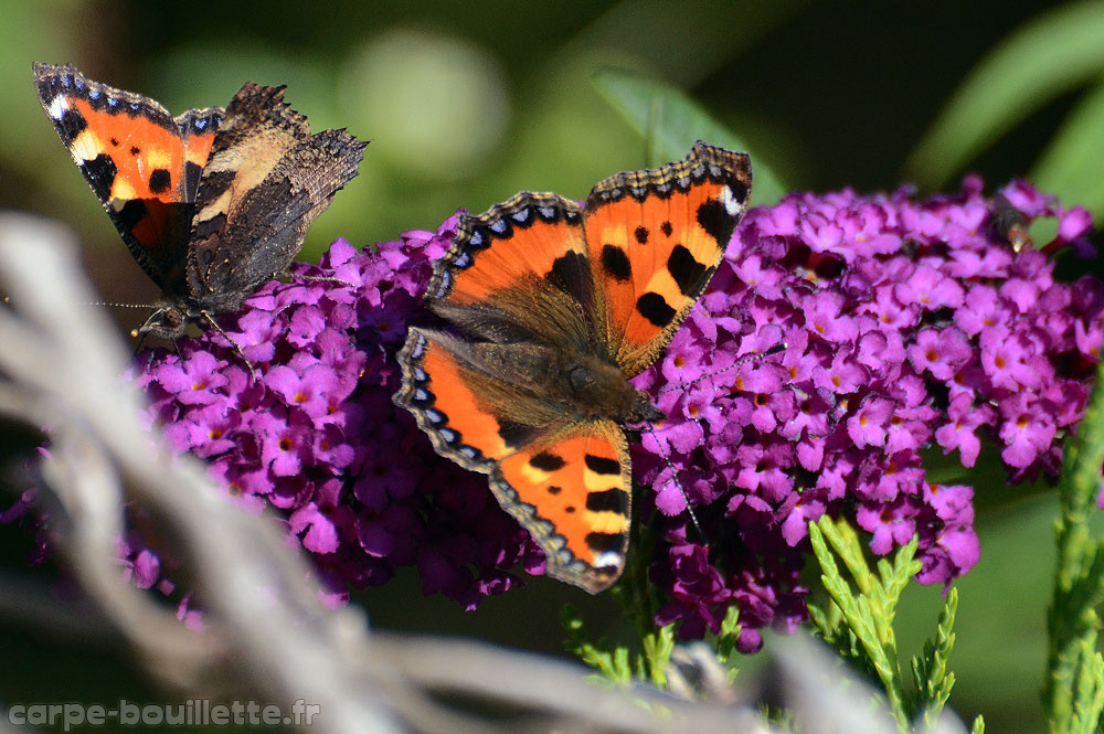 Aglais-urticae-.1.1.jpg