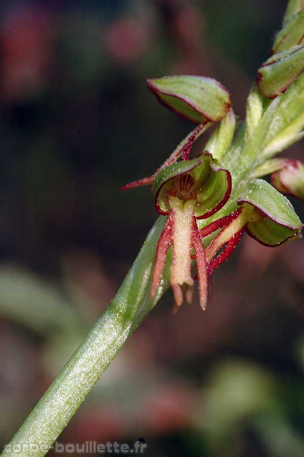 orchis-anthropophora-b.jpg