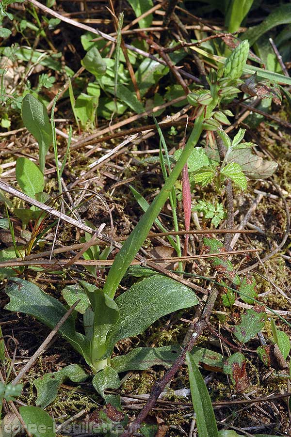 orchis-anthropophora-d.jpg
