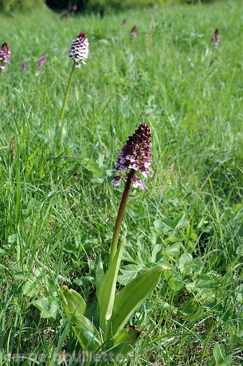 orchis-purpurea-b.jpg
