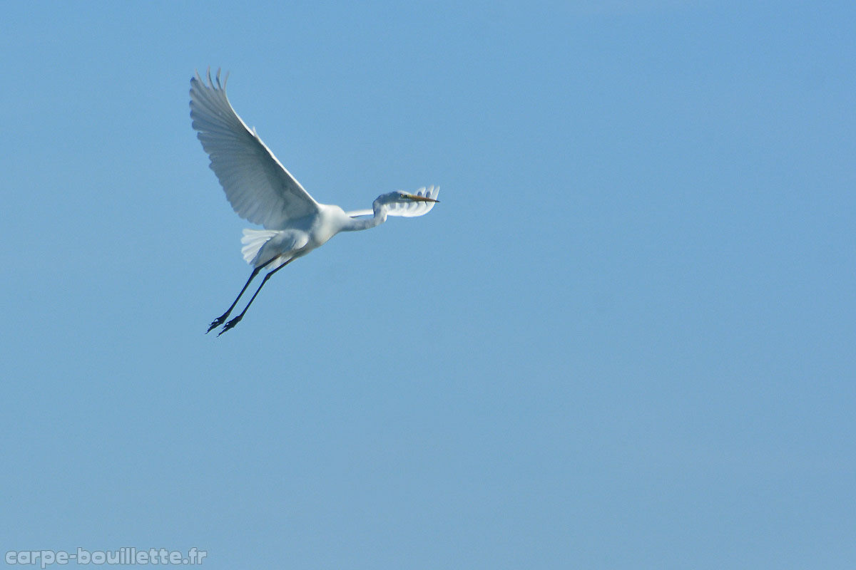 ardea-alba-f.jpg