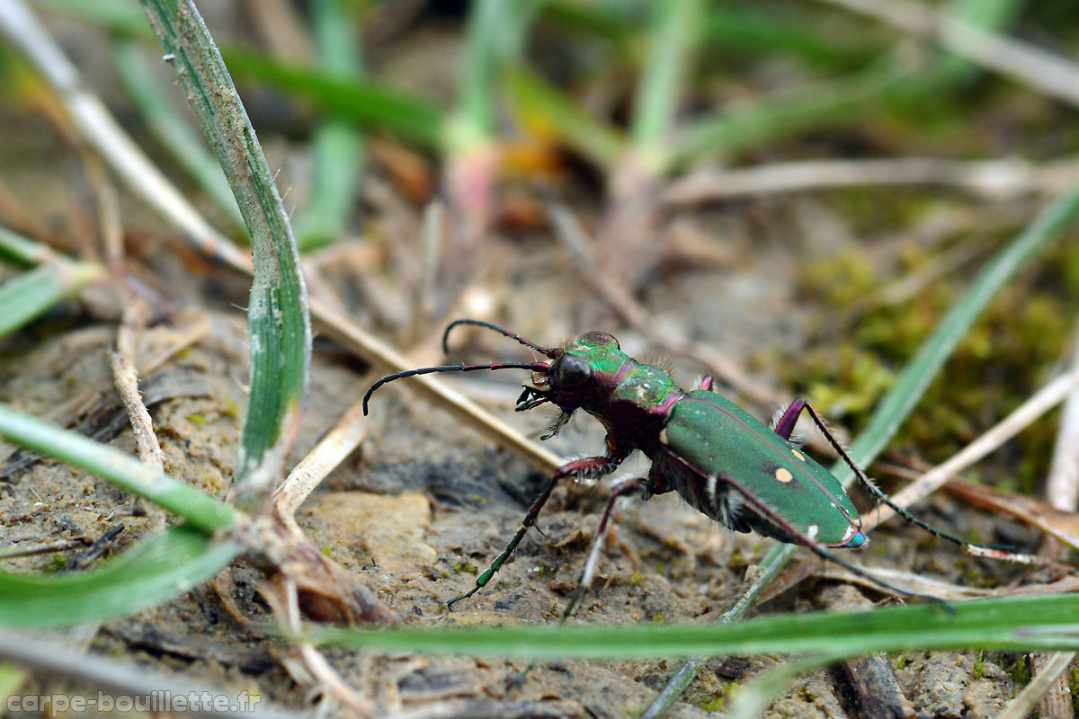 cicindela-campestris.jpg
