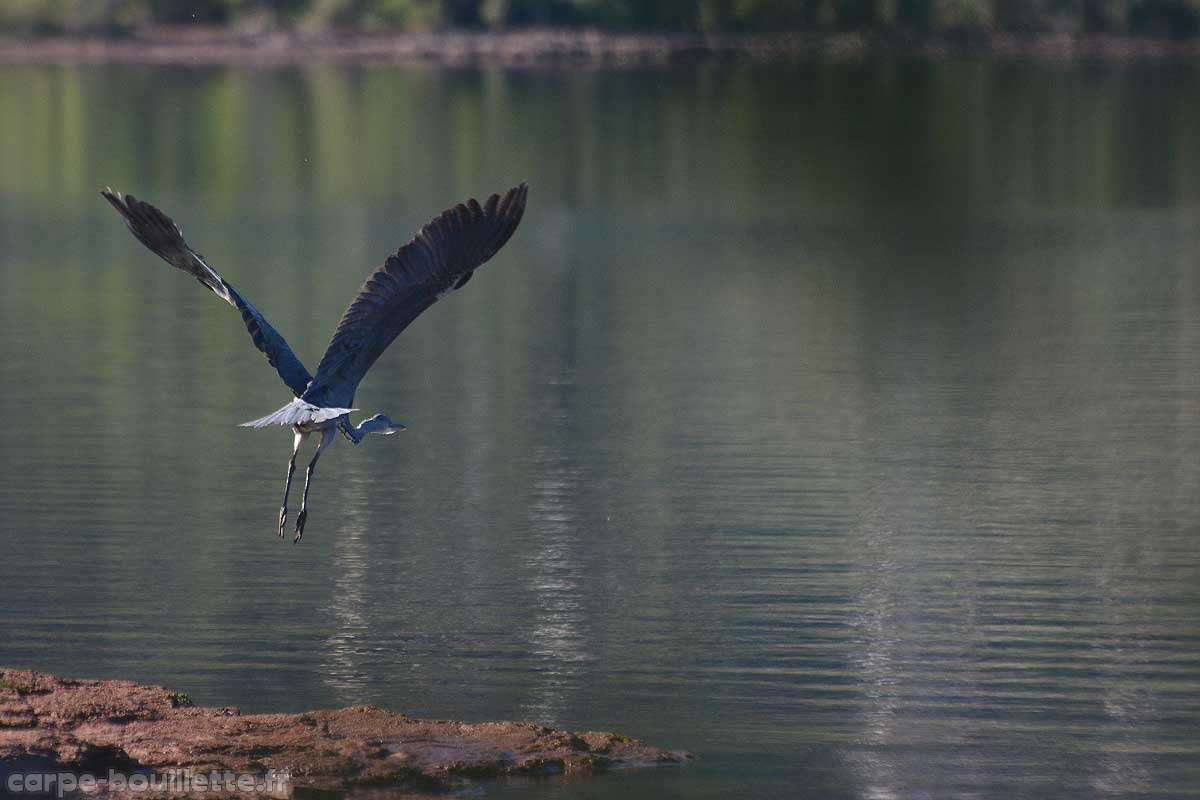 heron-salagou2.jpg