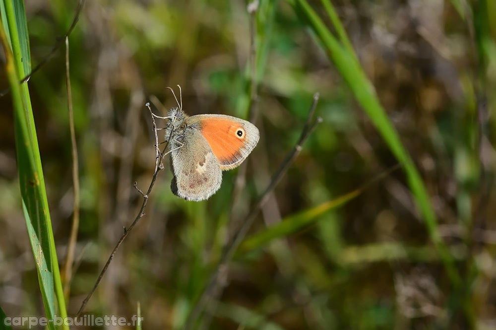 coenonympha-pamphilus-1.jpg