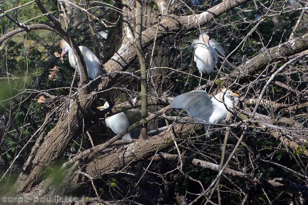 heron-garde-boeuf3.jpg