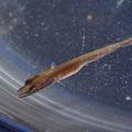 Esox lucius (Brochet).