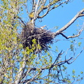 Ardea cinerea (Héron cendré)