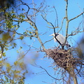 Ardea cinerea (Héron cendré)