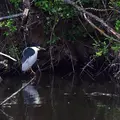 Bihoreau gris (Nycticorax nycticorax )