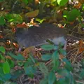 Rat des champs - Surmulot