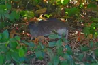 Rat des champs