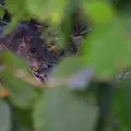 Rat des champs - Surmulot