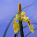 Iris d'eau (168 visites)
Iris pseudoacorus (Iris des marais).
Iris d'eau