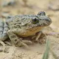 pelodytes-punctatus