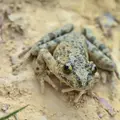 pelodytes-punctatus1