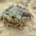 Pélodyte ponctuée
