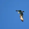 Balbuzard pêcheur (ou pêcheur)