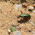 Carabus auratus
