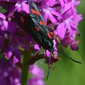 zygaena-filipendulae-e