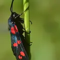 zygaena-filipendulae-b.1s