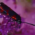 zygaena-filipendulae