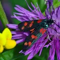 zygaena-filipendulae-d