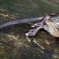 rat-musque1