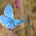 Azuré bleu céleste