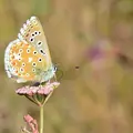 Azuré bleu céleste