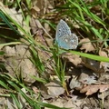lysandra-bellargus1