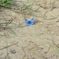 lysandra-bellargus