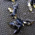 Petites graines broyées