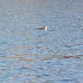 plongeon-imbrin1